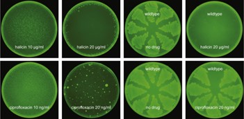 Halicin can kill some of the world’s most dangerous drug-resistant bacteria