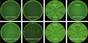 Halicin can kill some of the world’s most dangerous drug-resistant bacteria