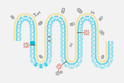 The small intestine governs biology throughout the body.  It senses microbes in the external environment and, depending on what it senses, is able to modulate biology throughout the body.